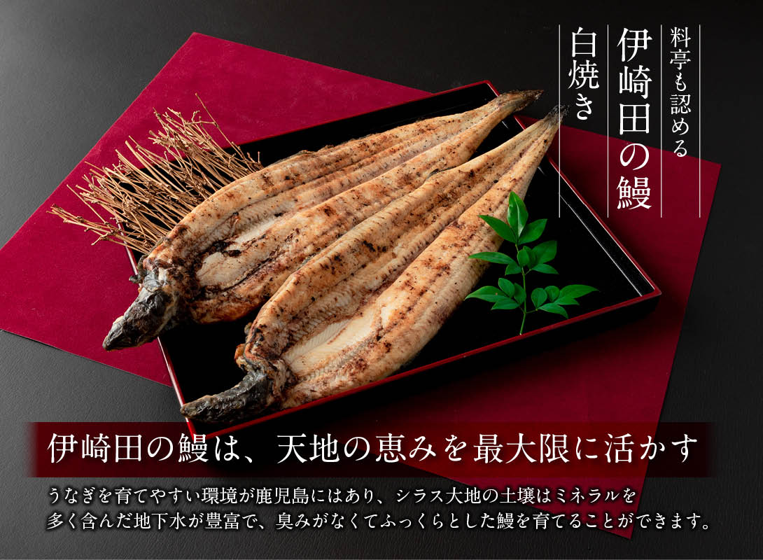 料亭も認める伊崎田の鰻　白焼き