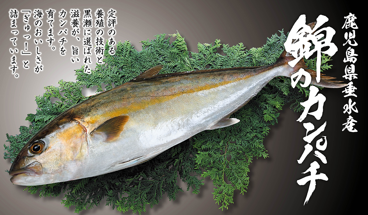 鹿児島ここまる 錦のカンパチ 3 Kg 4 Kg お刺身にして約人前