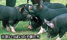 かごしま黒豚