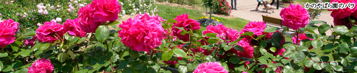 かのやばら園の様子